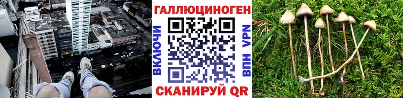 где купить наркоту Курган Псилоцибиновые грибы Magic Shrooms